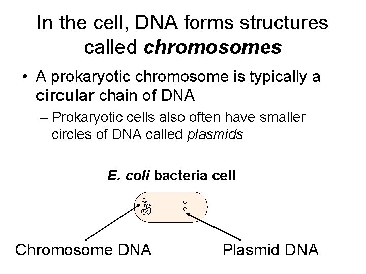 In the cell, DNA forms structures called chromosomes • A prokaryotic chromosome is typically