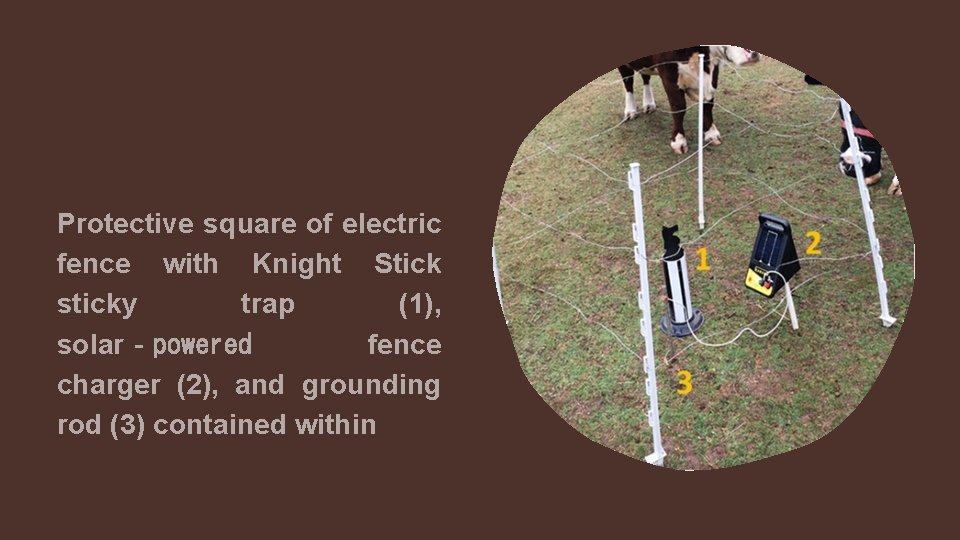 Protective square of electric fence with Knight Stick sticky trap (1), solar‐powered fence charger