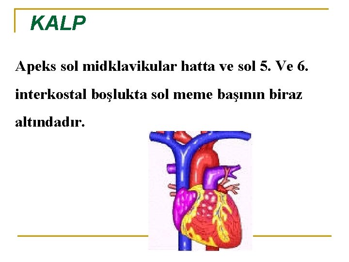 KALP Apeks sol midklavikular hatta ve sol 5. Ve 6. interkostal boşlukta sol meme