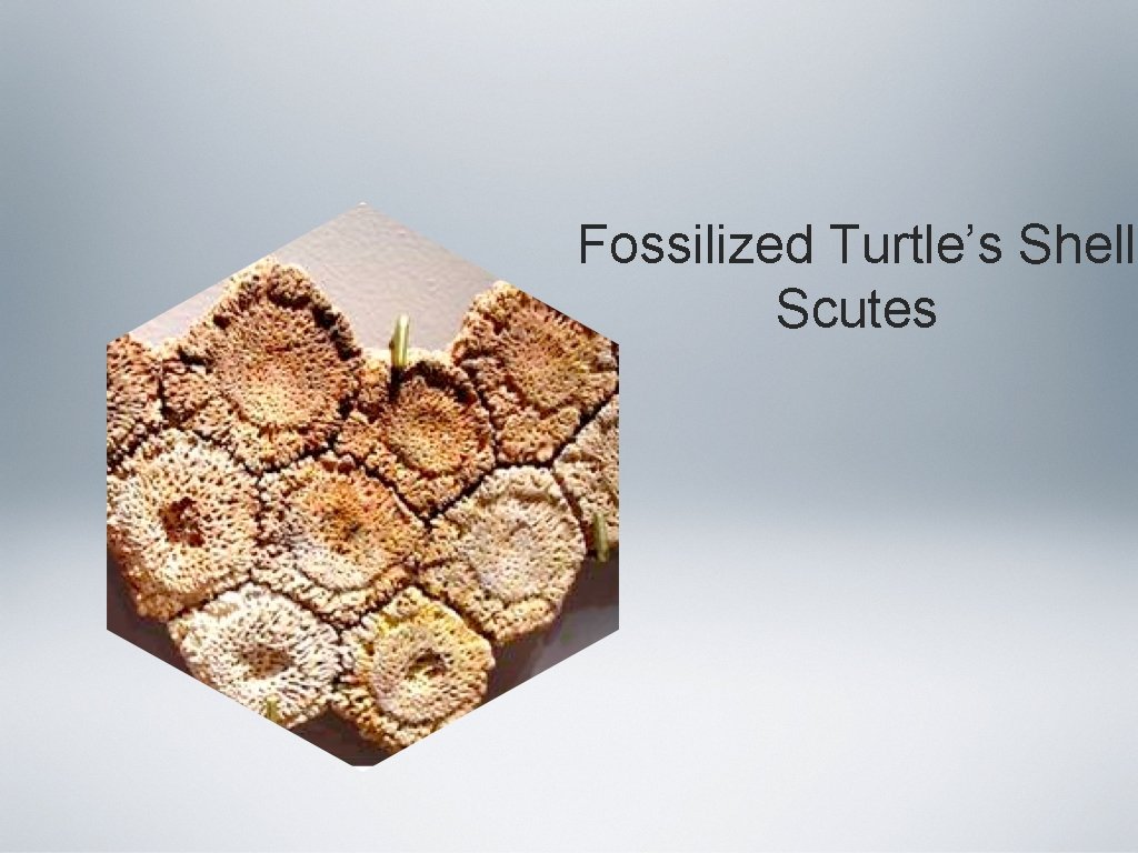 Fossilized Turtle’s Shell Scutes 