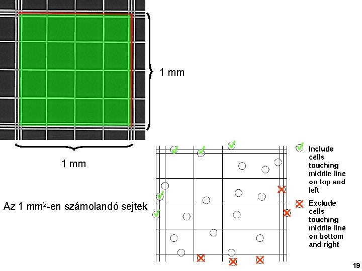 1 mm Az 1 mm 2 -en számolandó sejtek 19 