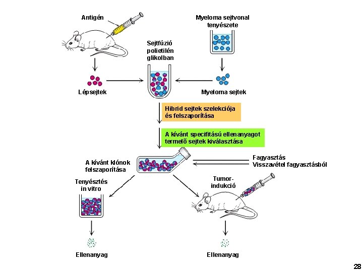 Antigén Myeloma sejtvonal tenyészete Sejtfúzió polietilén glikolban Lépsejtek Myeloma sejtek Hibrid sejtek szelekciója és