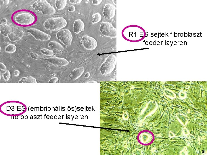 R 1 ES sejtek fibroblaszt feeder layeren D 3 ES (embrionális ős)sejtek fibroblaszt feeder