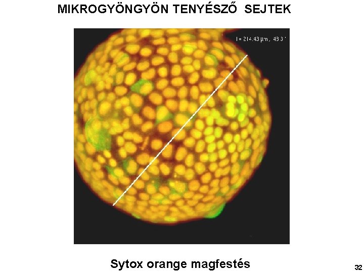 MIKROGYÖN TENYÉSZŐ SEJTEK Sytox orange magfestés 32 