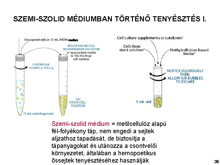 SZEMI-SZOLID MÉDIUMBAN TÖRTÉNŐ TENYÉSZTÉS I. medium Szemi-szolid médium = metilcellulóz alapú fél-folyékony táp, nem