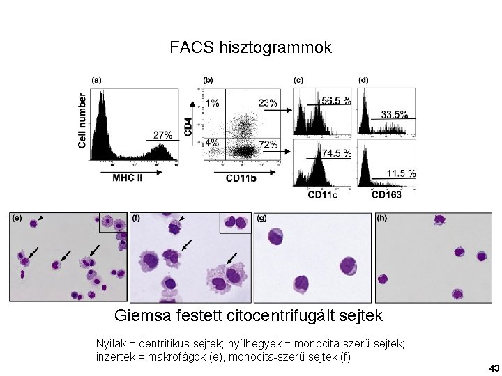 FACS hisztogrammok Giemsa festett citocentrifugált sejtek Nyilak = dentritikus sejtek; nyílhegyek = monocita-szerű sejtek;