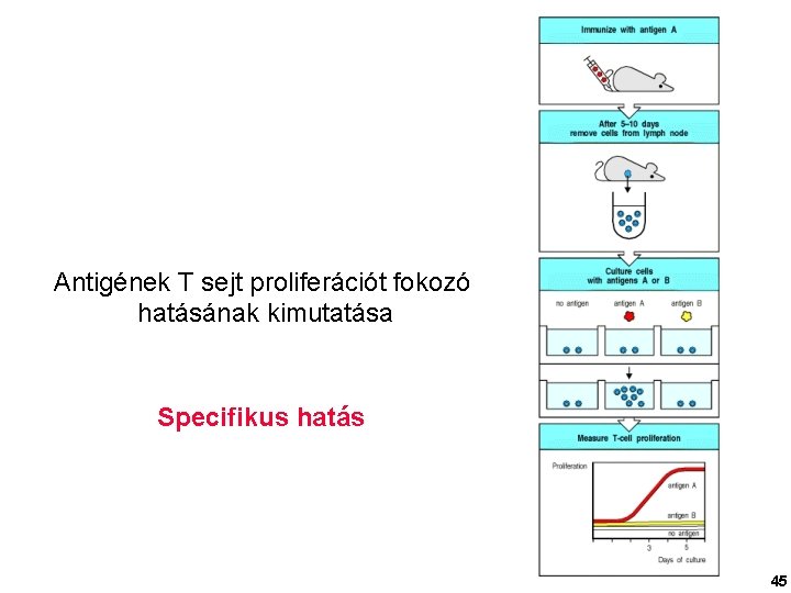 Antigének T sejt proliferációt fokozó hatásának kimutatása Specifikus hatás 45 