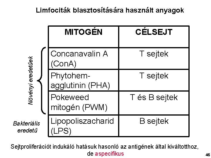 Limfociták blasztosítására használt anyagok Növényi eredetűek MITOGÉN Bakteriális eredetű Concanavalin A (Con. A) Phytohemagglutinin