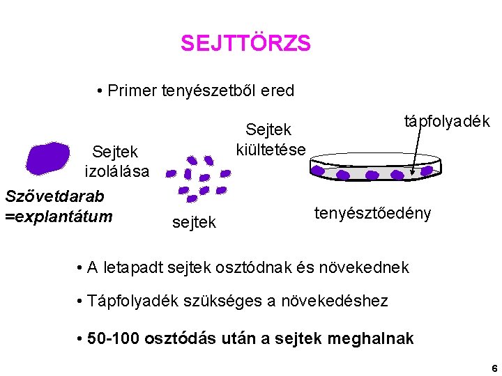 SEJTTÖRZS • Primer tenyészetből ered Sejtek izolálása Szövetdarab =explantátum tápfolyadék Sejtek kiültetése sejtek tenyésztőedény