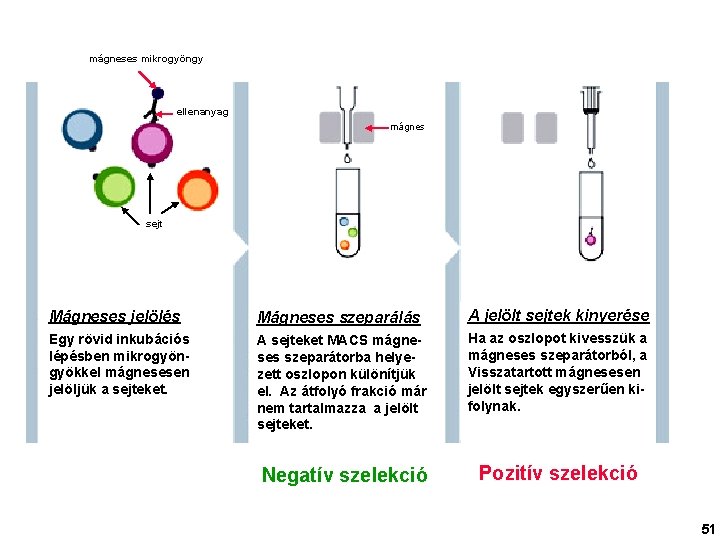 mágneses mikrogyöngy ellenanyag mágnes sejt Mágneses jelölés Mágneses szeparálás A jelölt sejtek kinyerése Egy