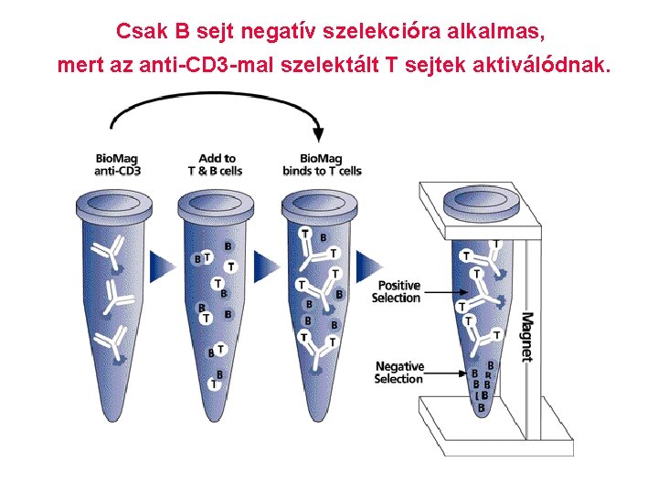 Csak B sejt negatív szelekcióra alkalmas, mert az anti-CD 3 -mal szelektált T sejtek