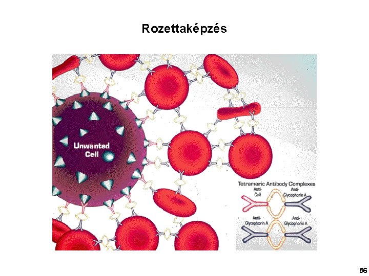 Rozettaképzés 56 