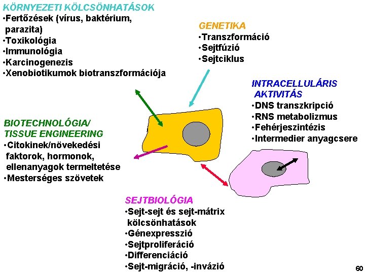 KÖRNYEZETI KÖLCSÖNHATÁSOK • Fertőzések (vírus, baktérium, parazita) • Toxikológia • Immunológia • Karcinogenezis •