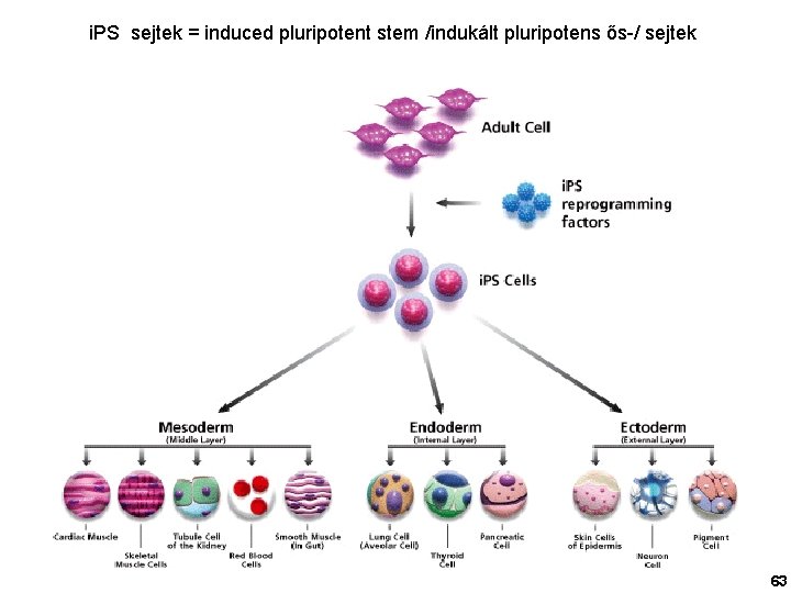 i. PS sejtek = induced pluripotent stem /indukált pluripotens ős-/ sejtek 63 