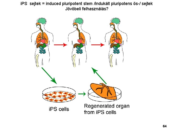 i. PS sejtek = induced pluripotent stem /indukált pluripotens ős-/ sejtek Jövőbeli felhasználás? 64