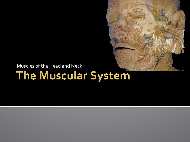 Muscles of the Head and Neck The Muscular System 