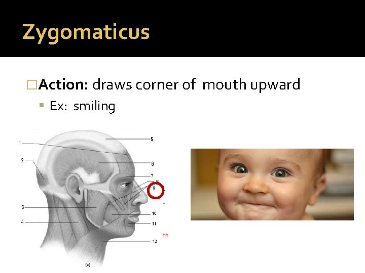 Zygomaticus �Action: draws corner of Ex: smiling mouth upward 