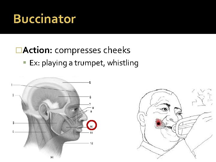 Buccinator �Action: compresses cheeks Ex: playing a trumpet, whistling 