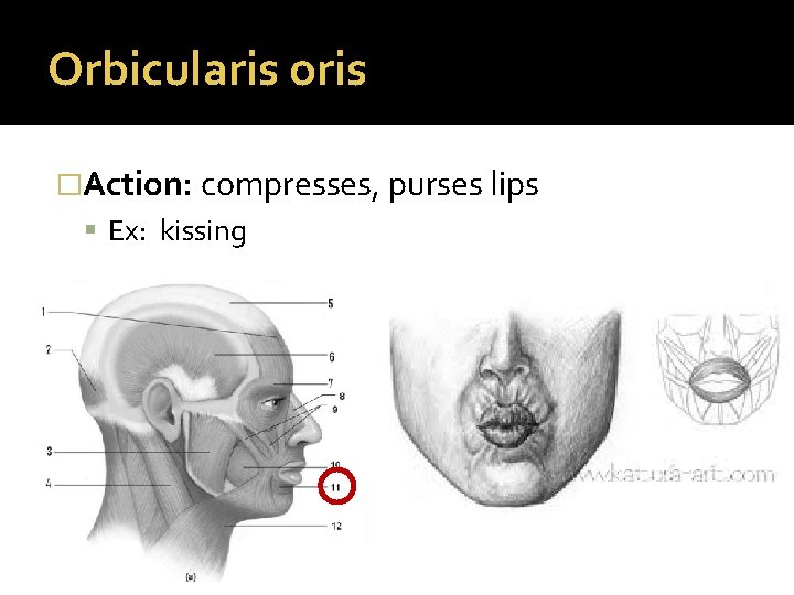 Orbicularis oris �Action: compresses, purses lips Ex: kissing 