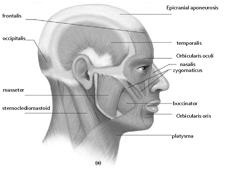 Epicranial aponeurosis frontalis occipitalis temporalis Orbicularis oculi nasalis zygomaticus masseter sternoclediomastoid buccinator Orbicularis oris