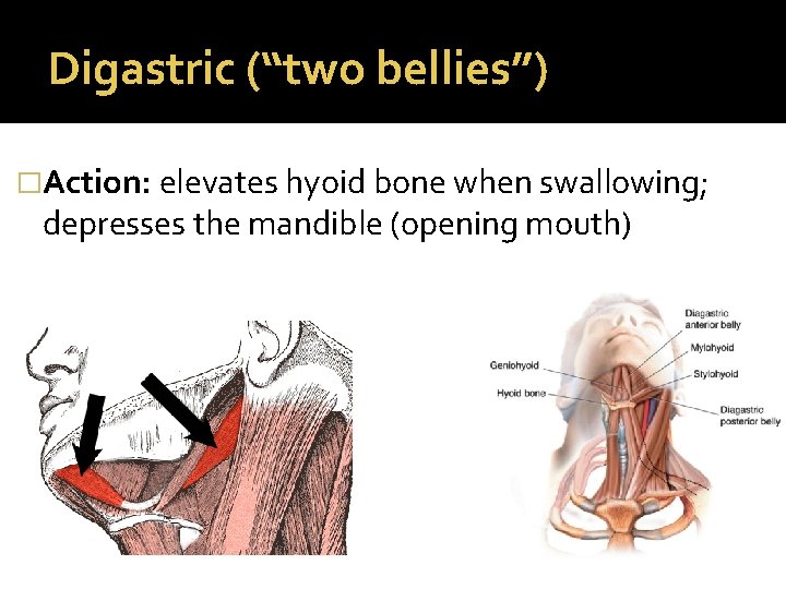 Digastric (“two bellies”) �Action: elevates hyoid bone when swallowing; depresses the mandible (opening mouth)