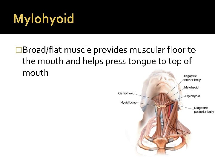 Mylohyoid �Broad/flat muscle provides muscular floor to the mouth and helps press tongue to