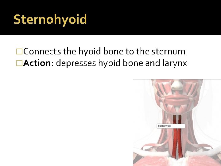 Sternohyoid �Connects the hyoid bone to the sternum �Action: depresses hyoid bone and larynx