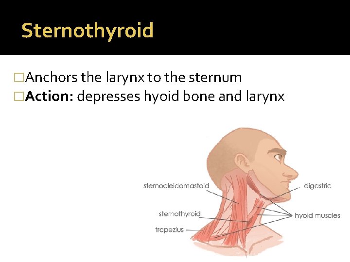 Sternothyroid �Anchors the larynx to the sternum �Action: depresses hyoid bone and larynx 