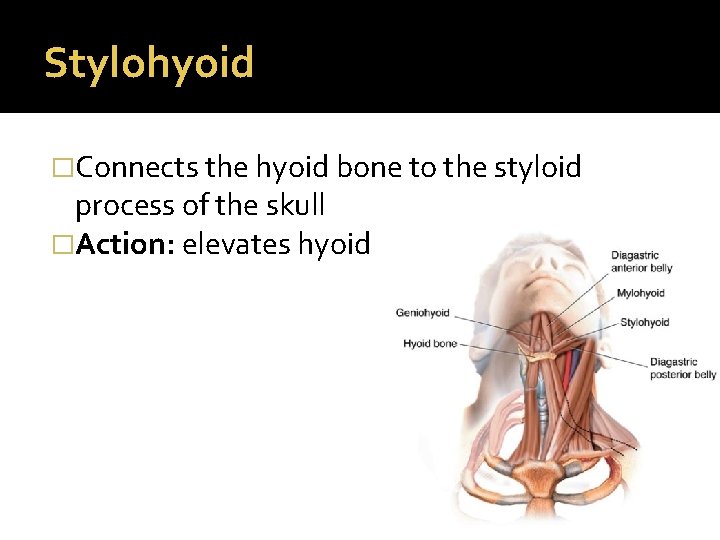 Stylohyoid �Connects the hyoid bone to the styloid process of the skull �Action: elevates