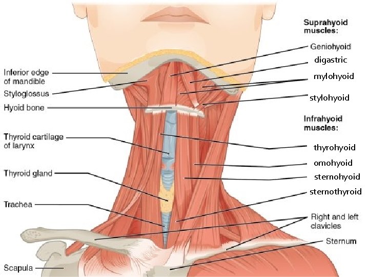 digastric mylohyoid stylohyoid thyrohyoid omohyoid sternothyroid 