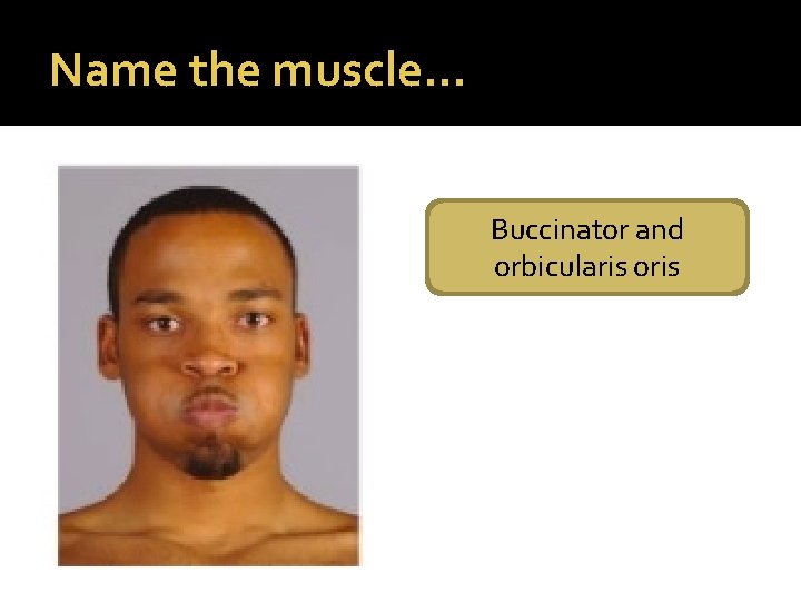 Name the muscle… Buccinator and orbicularis oris 