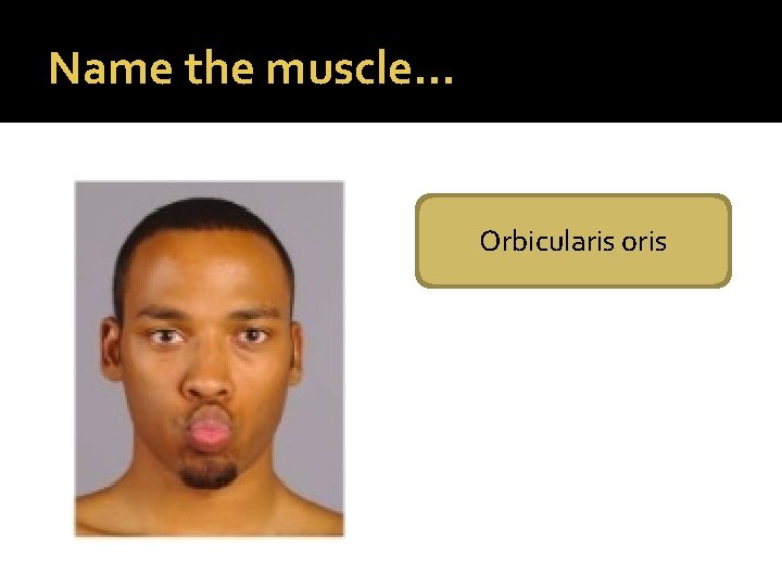 Name the muscle… Orbicularis oris 