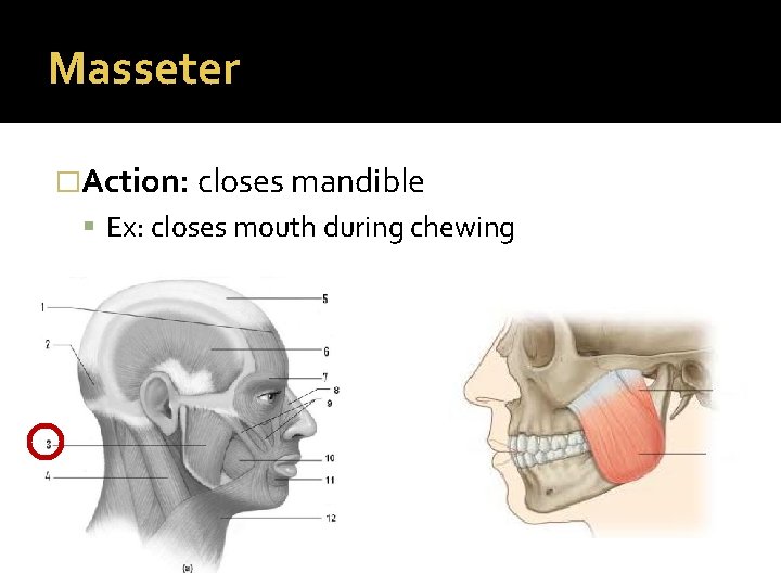 Masseter �Action: closes mandible Ex: closes mouth during chewing 