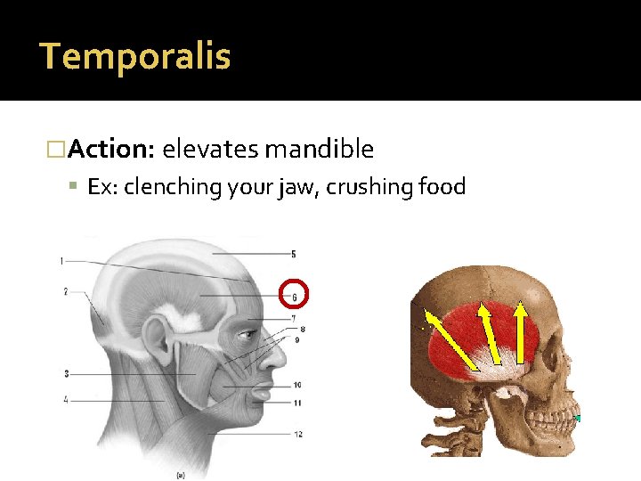 Temporalis �Action: elevates mandible Ex: clenching your jaw, crushing food 