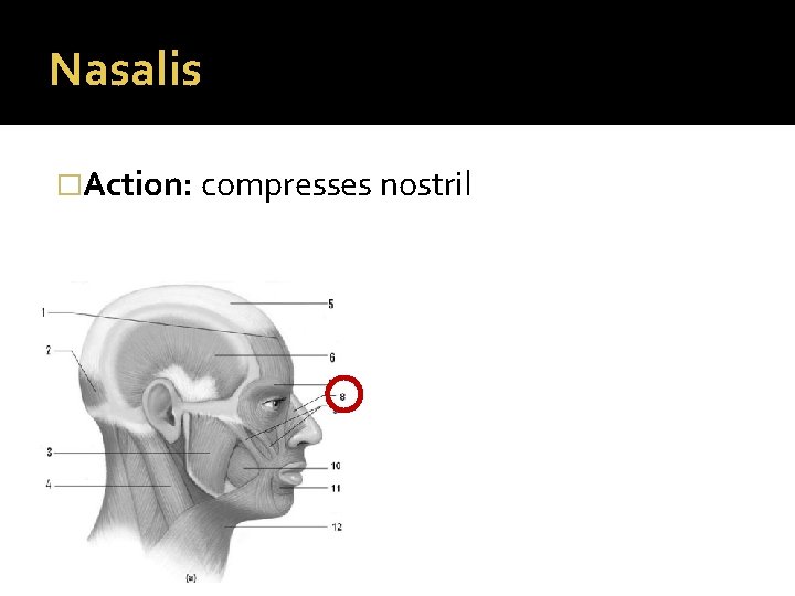 Nasalis �Action: compresses nostril 