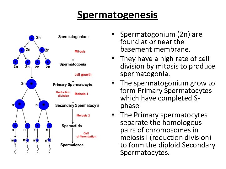 Spermatogenesis • Spermatogonium (2 n) are found at or near the basement membrane. •