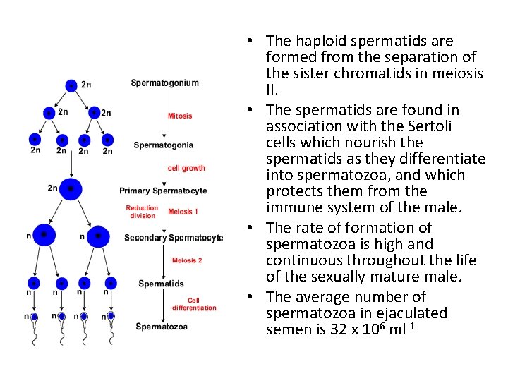  • The haploid spermatids are formed from the separation of the sister chromatids