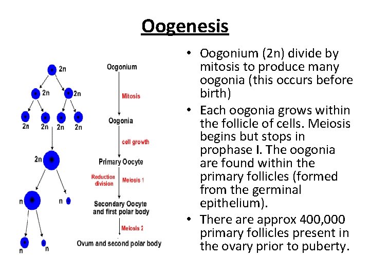 Oogenesis • Oogonium (2 n) divide by mitosis to produce many oogonia (this occurs