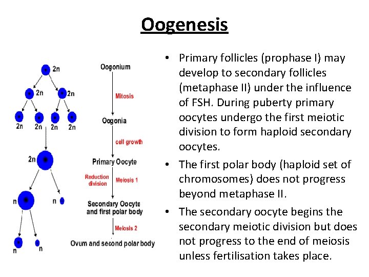 Oogenesis • Primary follicles (prophase I) may develop to secondary follicles (metaphase II) under