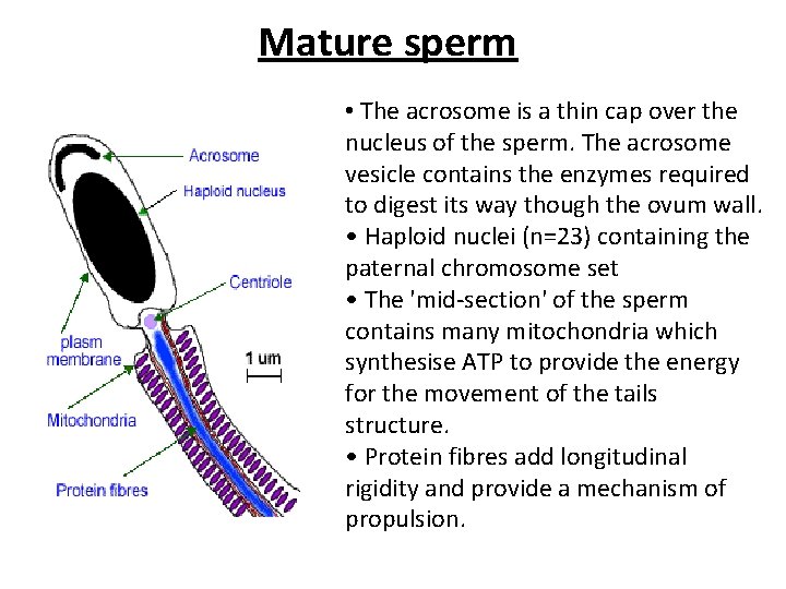 Mature sperm • The acrosome is a thin cap over the nucleus of the