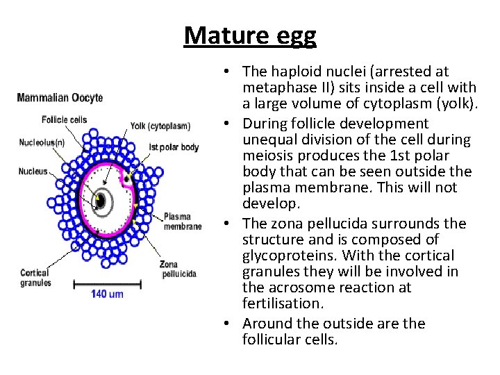 Mature egg • The haploid nuclei (arrested at metaphase II) sits inside a cell