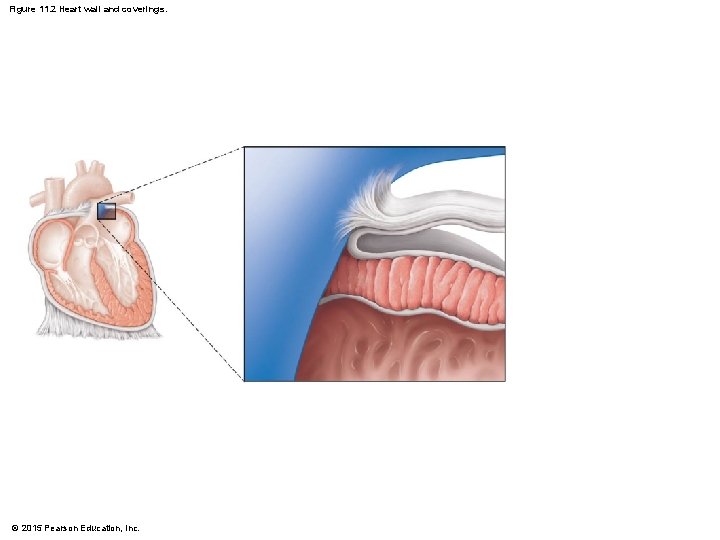 Figure 11. 2 Heart wall and coverings. © 2015 Pearson Education, Inc. 