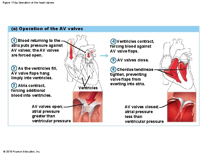 Figure 11. 6 a Operation of the heart valves. (a) Operation of the AV