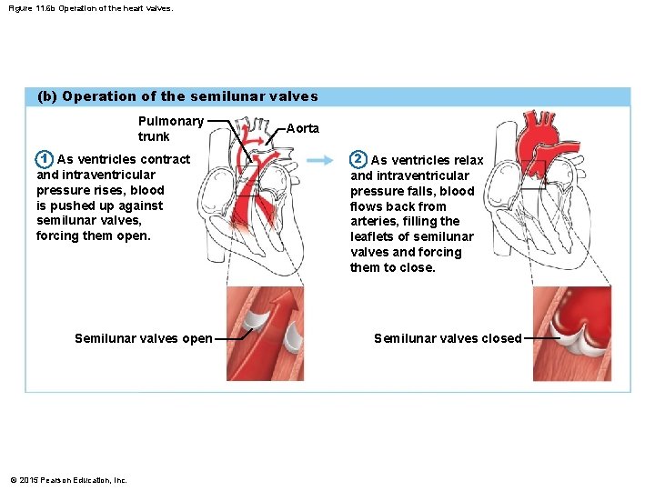 Figure 11. 6 b Operation of the heart valves. (b) Operation of the semilunar