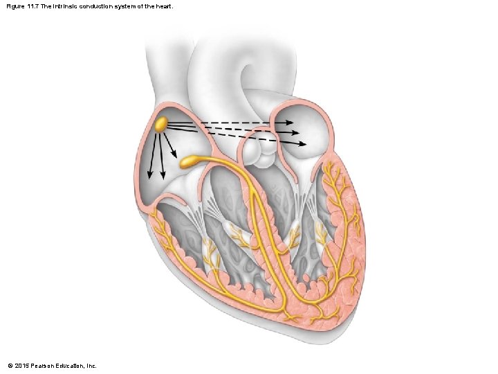 Figure 11. 7 The intrinsic conduction system of the heart. © 2015 Pearson Education,