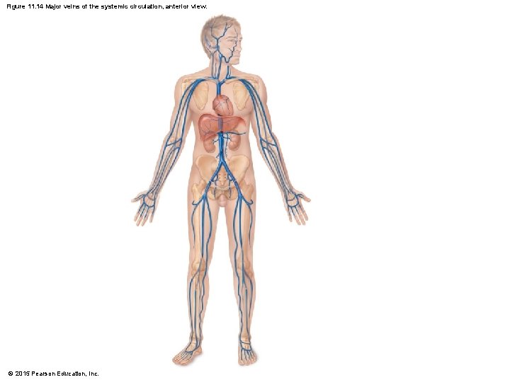 Figure 11. 14 Major veins of the systemic circulation, anterior view. © 2015 Pearson