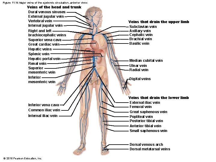 Figure 11. 14 Major veins of the systemic circulation, anterior view. Veins of the