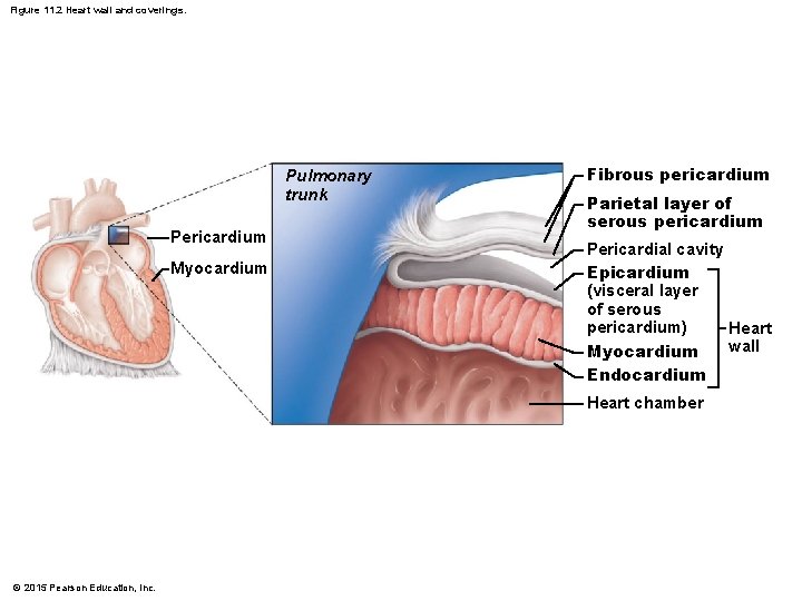 Figure 11. 2 Heart wall and coverings. Pulmonary trunk Pericardium Myocardium Fibrous pericardium Parietal Figure 11. 2 Heart wall and coverings. Pulmonary trunk Pericardium Myocardium Fibrous pericardium Parietal