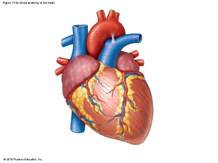 Figure 11. 3 a Gross anatomy of the heart. © 2015 Pearson Education, Inc.