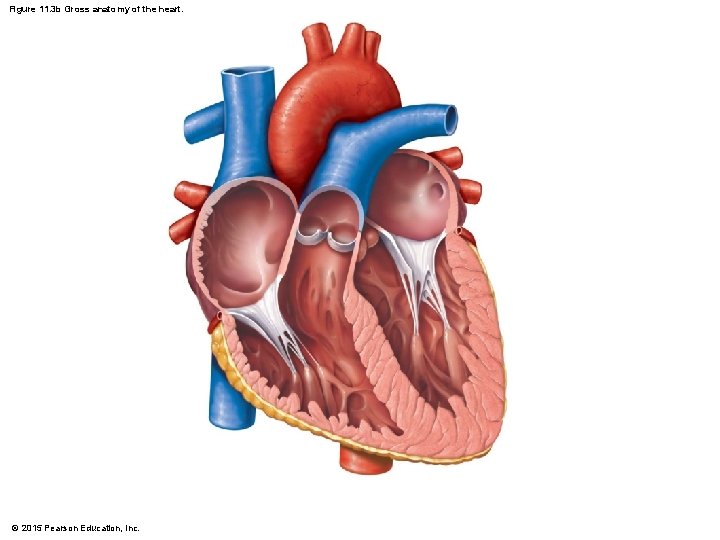 Figure 11. 3 b Gross anatomy of the heart. © 2015 Pearson Education, Inc.